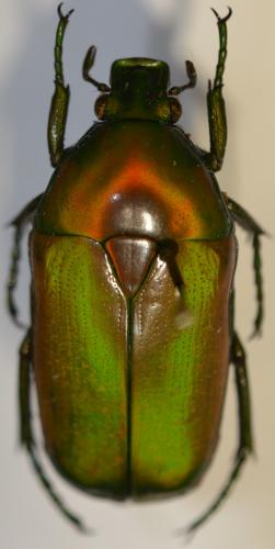 Chlorocala africana